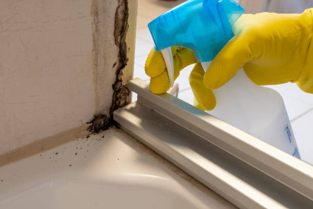 Best Certified Mold Removal  in USA